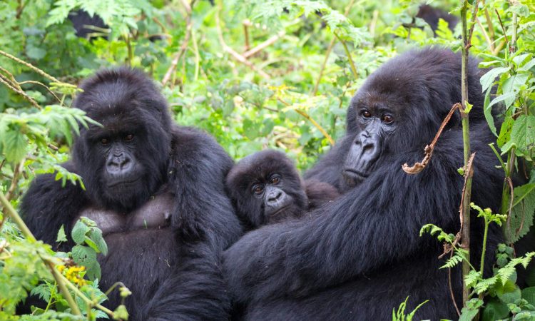 Gorilla Trekking in Bwindi Impenetrable National Park