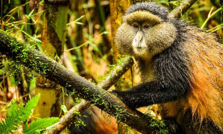 Golden Monkey Trekking in Mgahinga gorilla national park