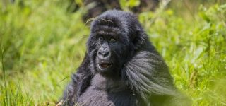 Activities in Mgahinga Gorilla National Park