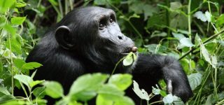 Chimpanzee Habituation Experience in Kibale National Park