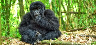 2022 gorilla trekking permits in Volcanoes national park