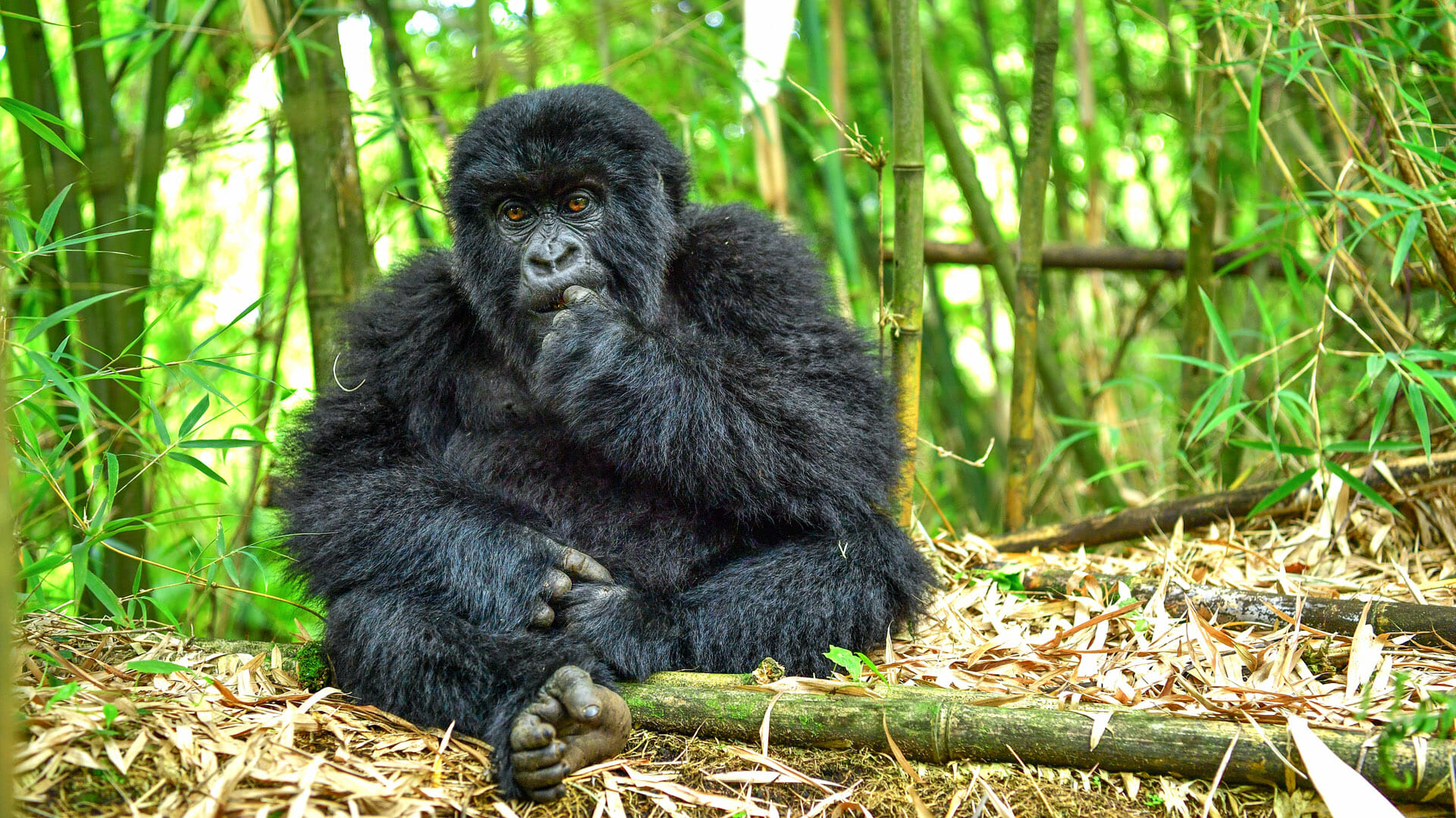 4 Days Rwanda gorilla and golden monkey trekking safari
