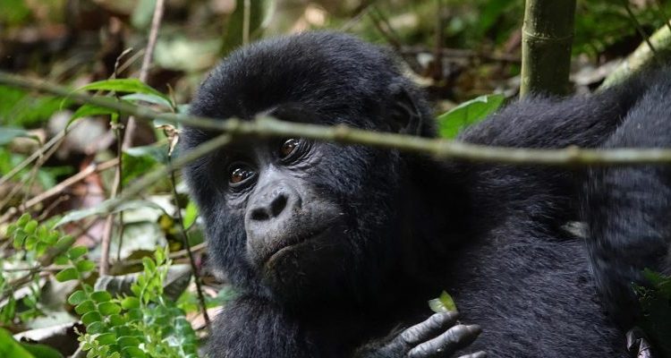 How to Book Uganda Gorilla Trekking? 
