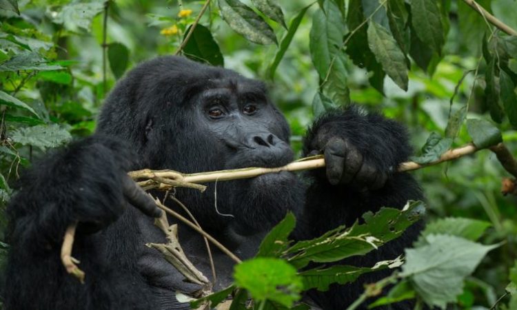 5 Days Congo Gorilla Trekking & Nyiragongo Hike Tour