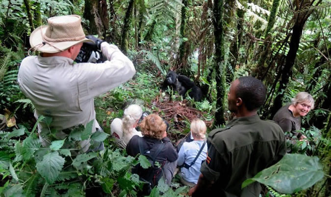 Uganda Gorilla Habituation Experience
