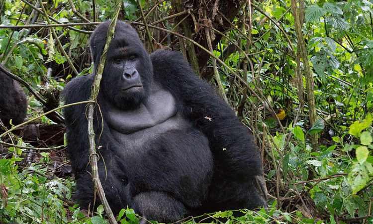 8 Days Congo Primates Safari & Nyiragongo Hike