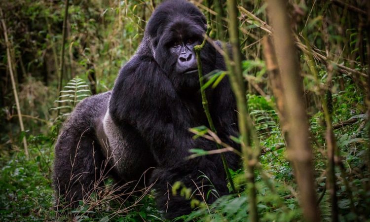 Where to Encounter Mountain Gorillas in Uganda