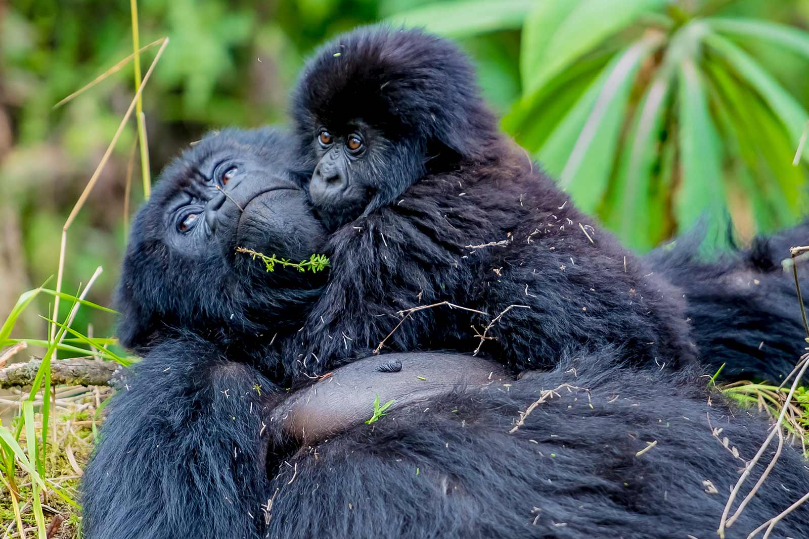 2 days Rwanda gorilla trekking safari