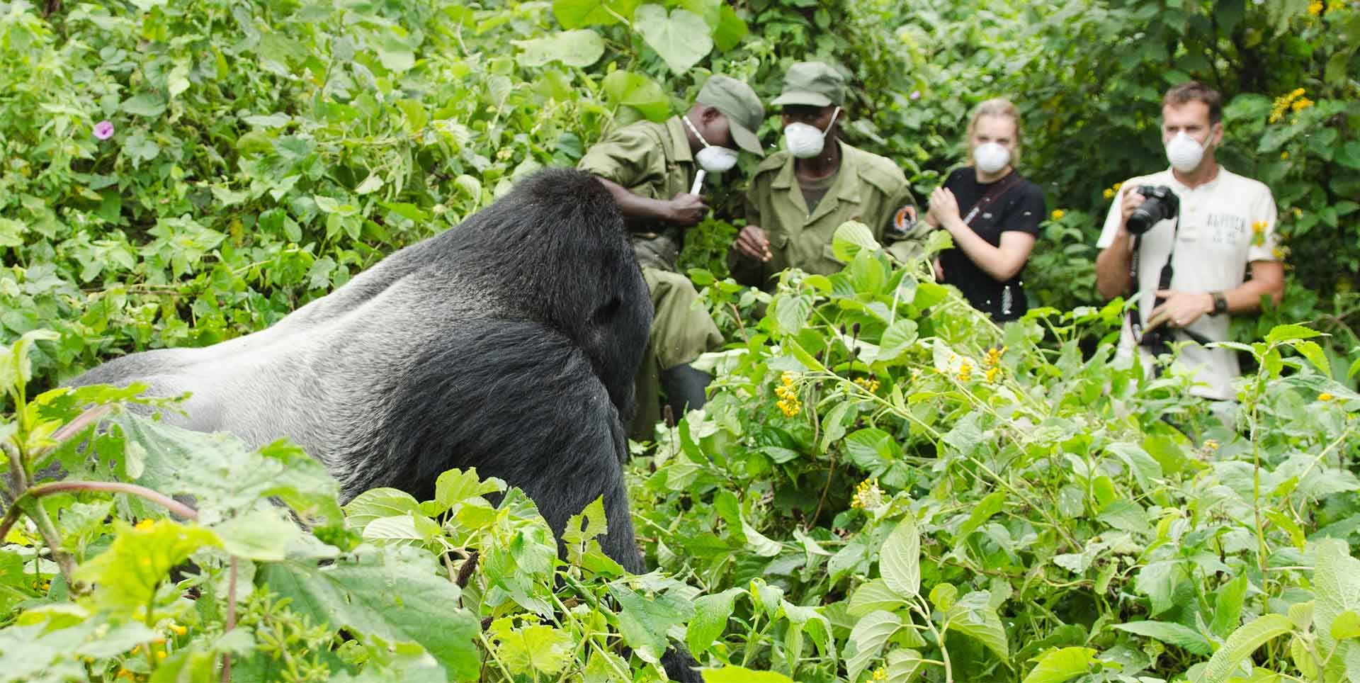Gorilla Trekking in congo