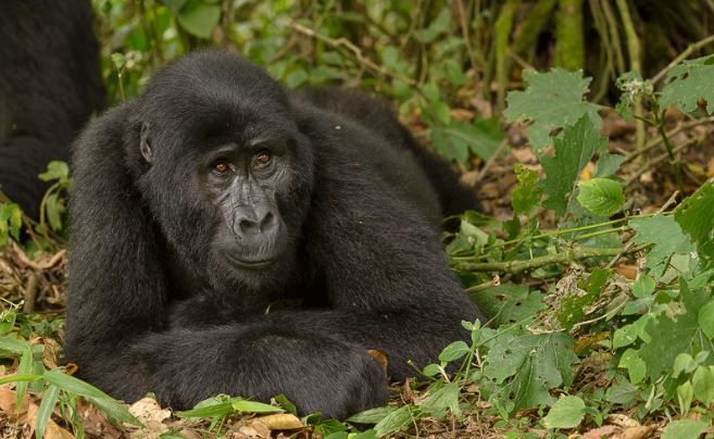 Best Time to Do Gorilla Tours in Uganda