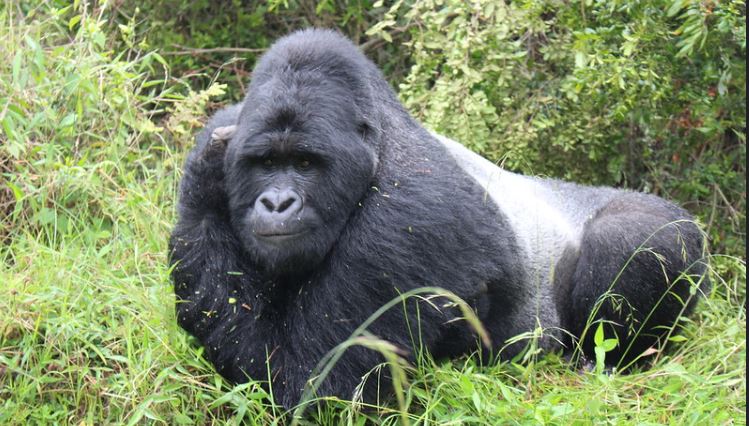 3 days fly in gorilla trekking safari to Mgahinga gorilla national park