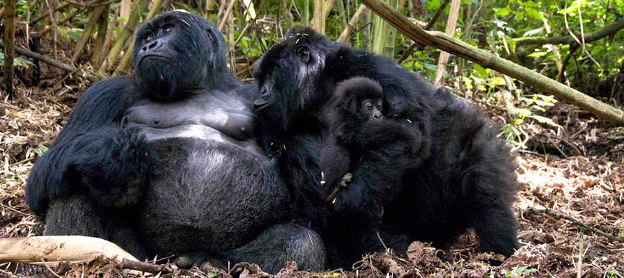 Oruzogo gorilla family