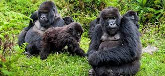 How to Buy Gorilla Trekking Permits?