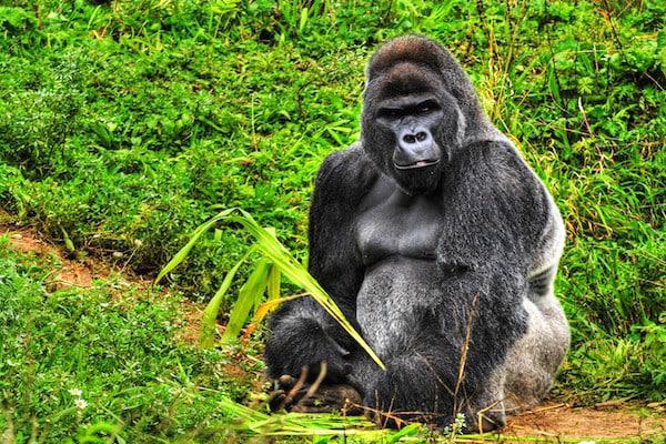 Uganda Gorilla Habituation Experience 