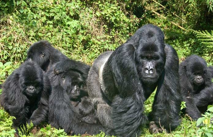 Uganda gorilla trekking safari in 2022
