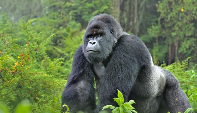Top 25 Facts About Mountain Gorillas
