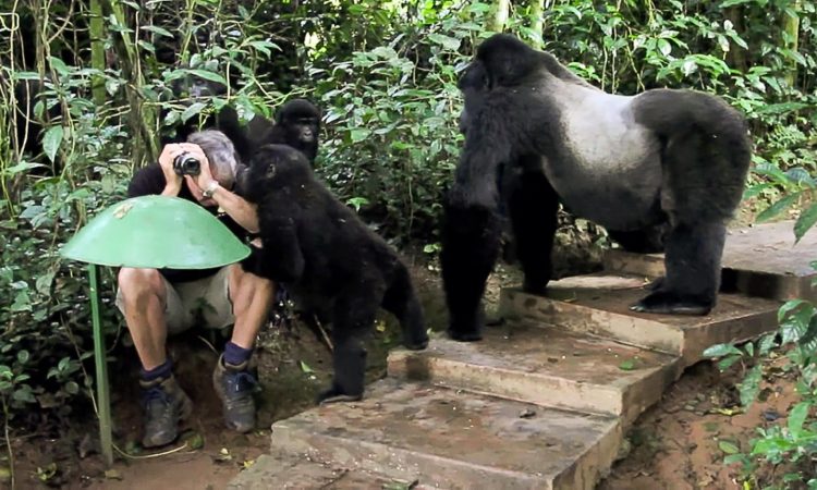Primates watching Uganda/Gorilla, Chimps & Golden Monkey