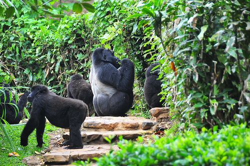 3 Days Mgahinga gorilla trekking safari  