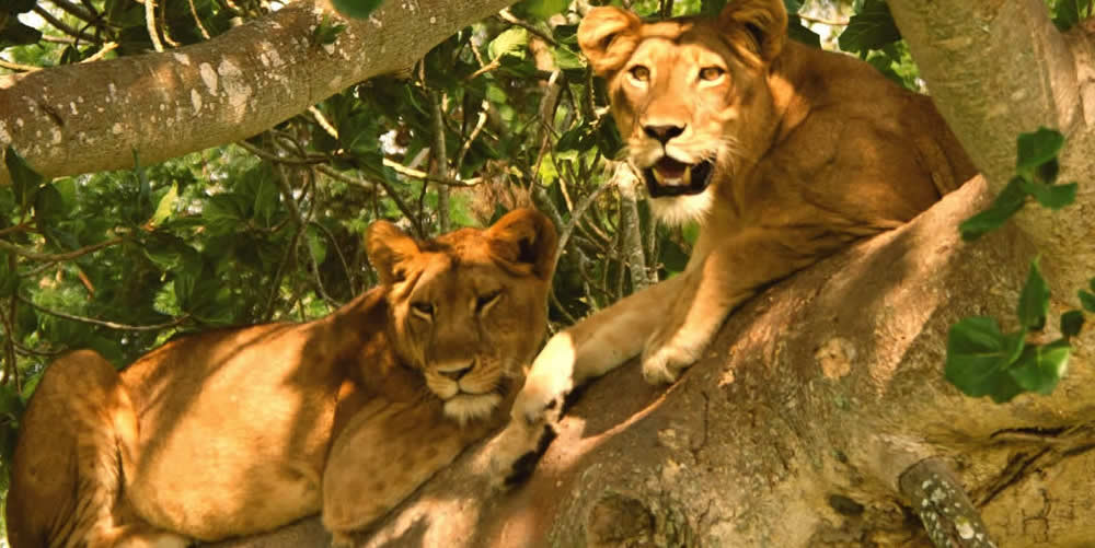 8 Days Uganda Primates and Wildlife Safari  