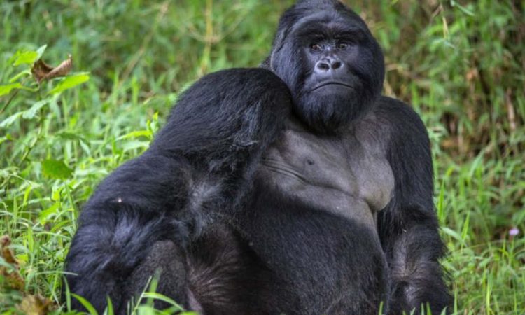 Mgahinga gorilla national park activities