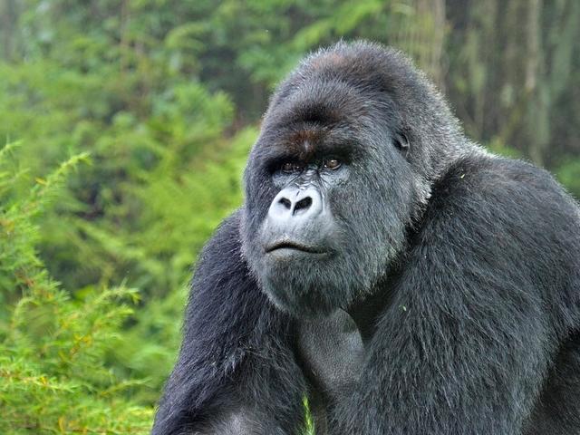 Primates watching Uganda/Gorilla, Chimps & Golden Monkey