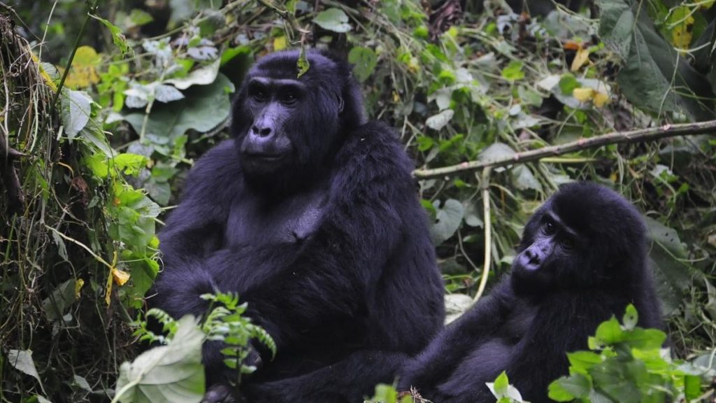 3 Days luxury gorilla trekking tour  