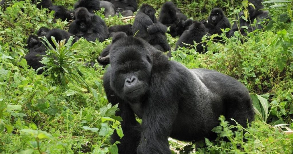 Where to See/Do Gorilla Trekking in Africa Uganda $ Rwanda-Mountain Gorillas