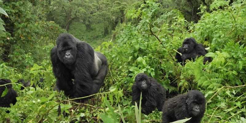 5 Days flying safari to Bwindi and Queen Elizabeth national park