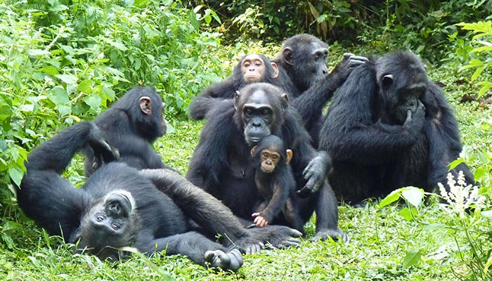 Chimpanzee trekking permits in Uganda for 2022