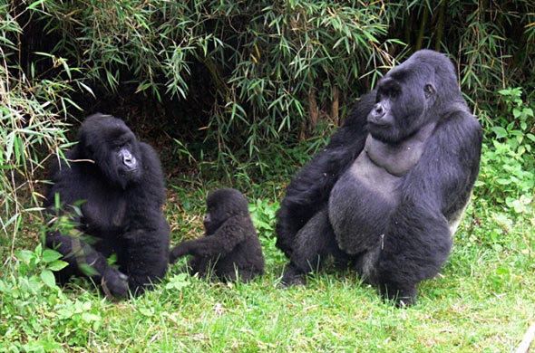 Rwanda gorilla trekking safari