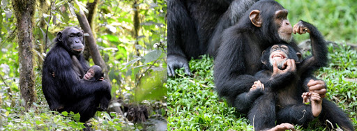 5 Days chimpanzee trekking and gorilla habituation safari