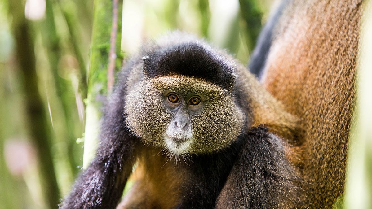 4 Days Uganda luxury gorilla and golden monkey safari       