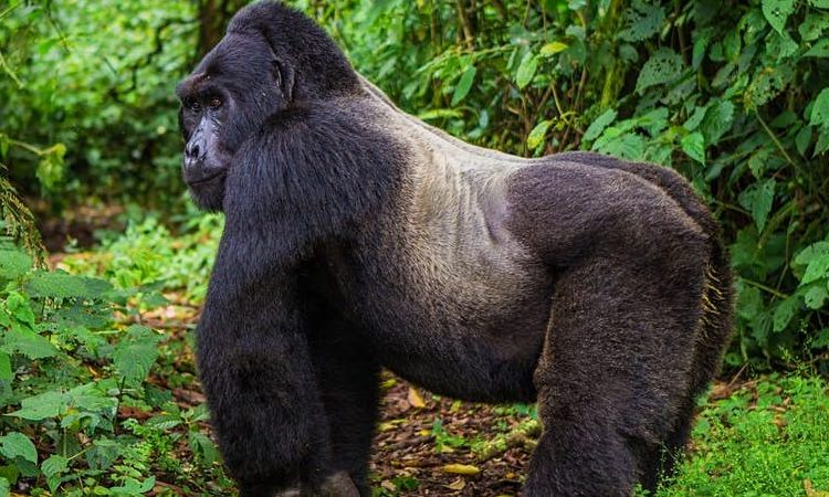 4 Days Mgahinga gorilla and Golden monkey safari    