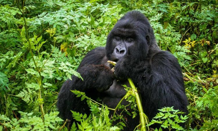 Best time to go for gorilla trekking in Uganda