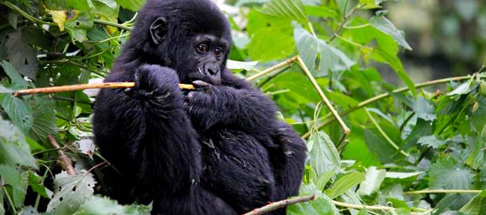 4 Days Uganda gorilla trekking safari from Kigali
