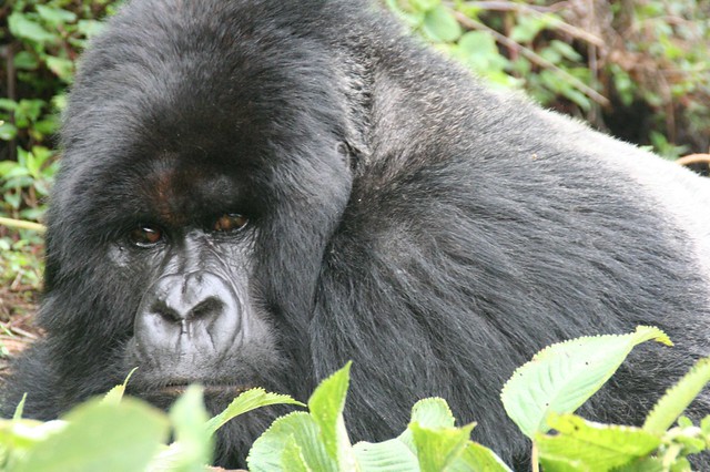 Gorilla trekking in Uganda and Rwanda