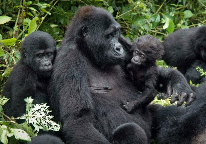 Mgahinga gorilla national park Gorilla trekking 