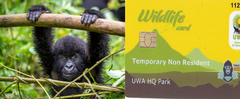 2022 gorilla trekking permits in Uganda