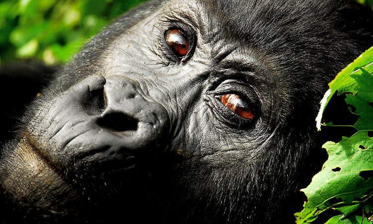 3 Days luxury gorilla trekking tour  