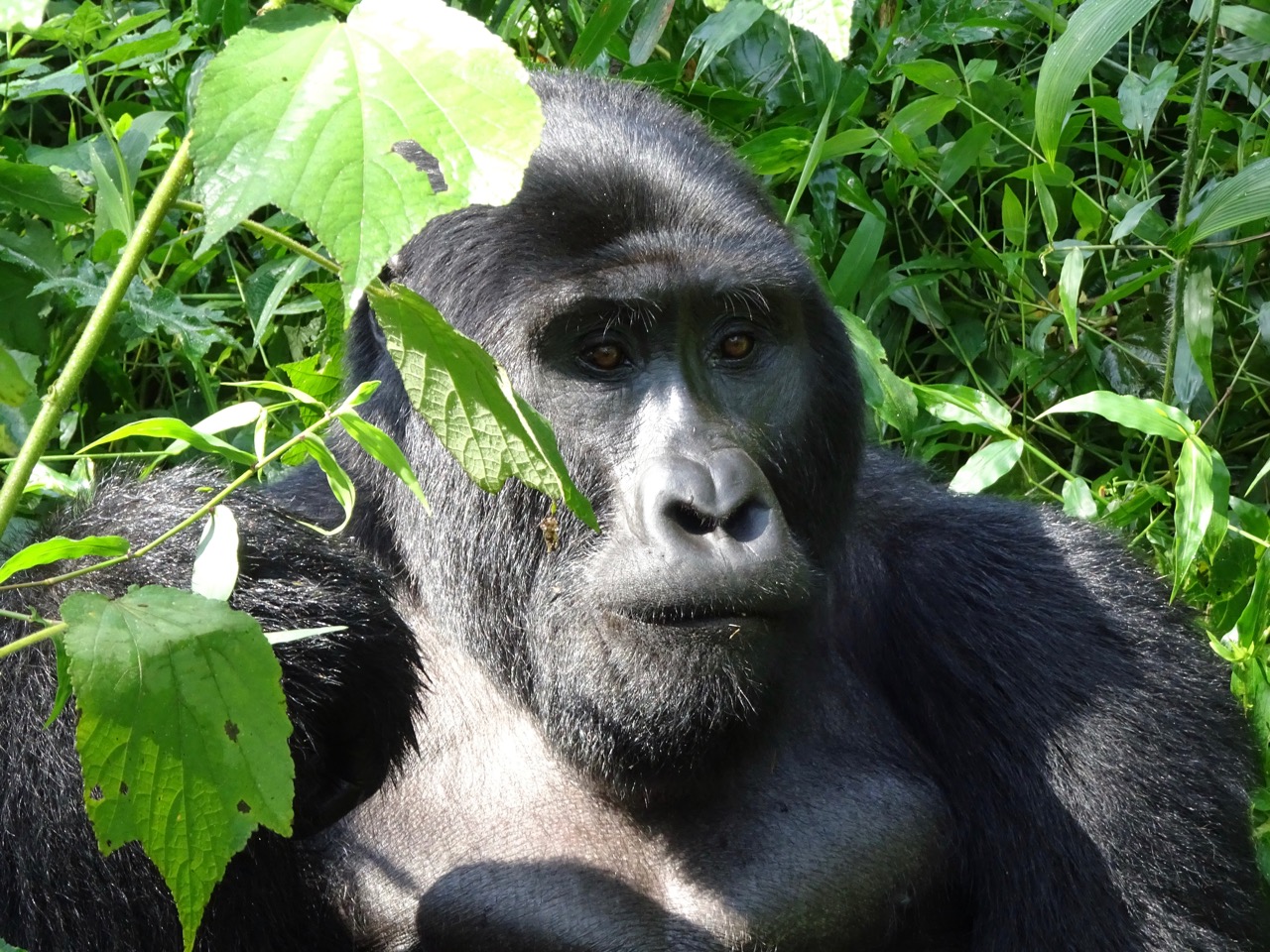 Gorilla permit price in Mgahinga gorilla national park