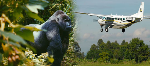 Flights to Mgahinga gorilla national park