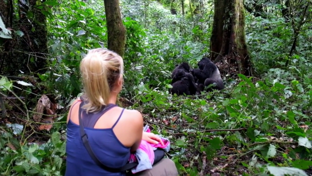 How to book a gorilla habituation experience permit