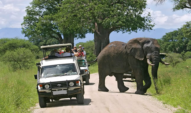 Top things to do in Murchison falls national park