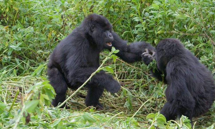 Gorilla families in Nkuringo sector