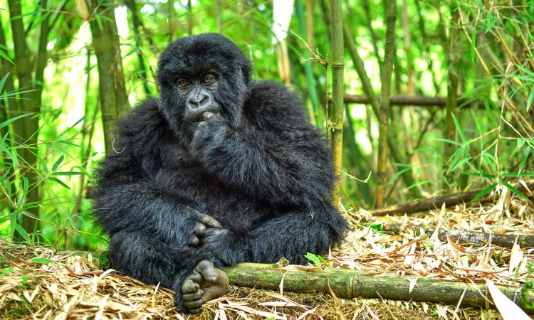 Rwanda Gorilla Tour 