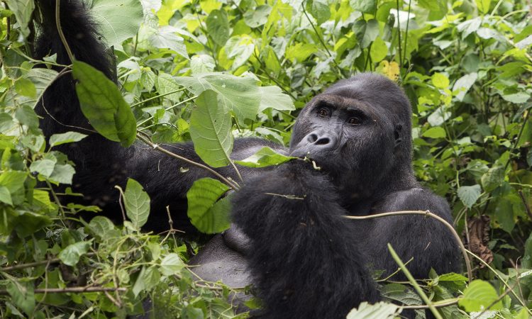 Facts About the Eastern Lowland Gorillas